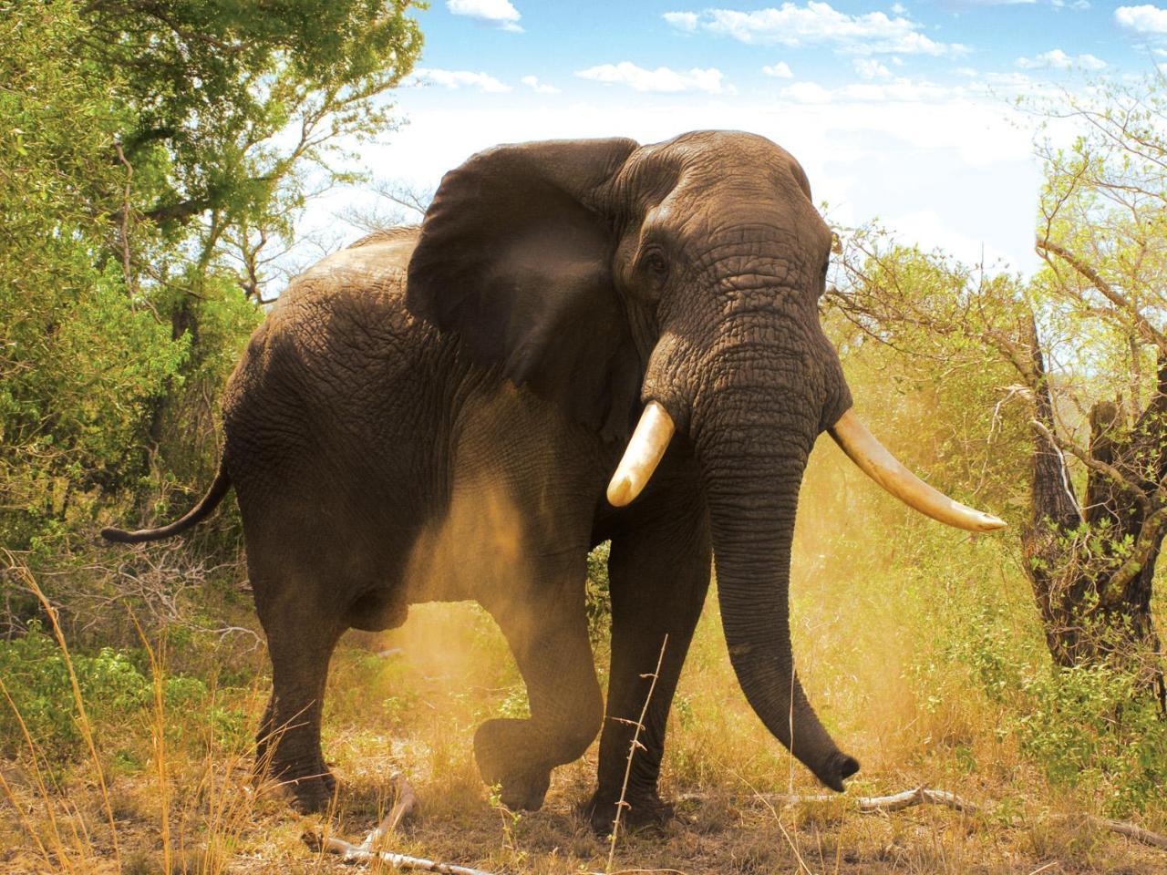 Tembe Elephant Park Lodge Sihangwane エクステリア 写真