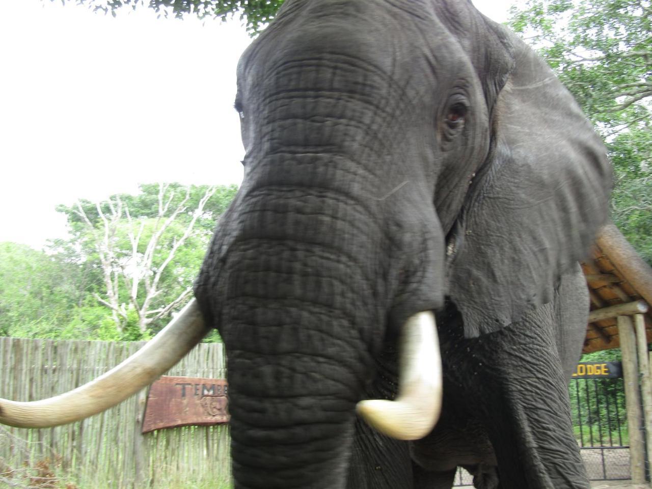 Tembe Elephant Park Lodge Sihangwane エクステリア 写真